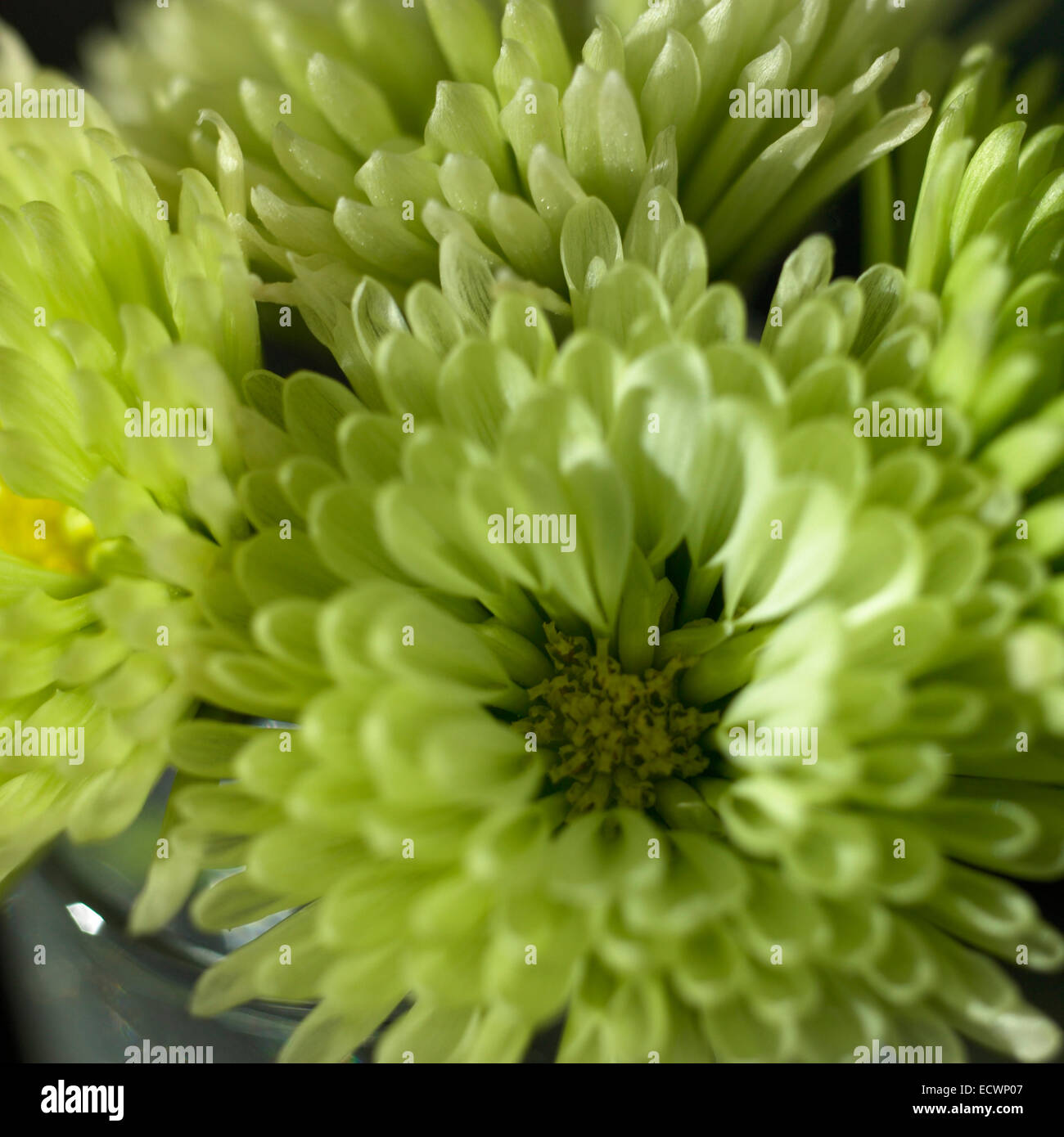 Chrysanthemum flower stem with leaves hires stock photography and
