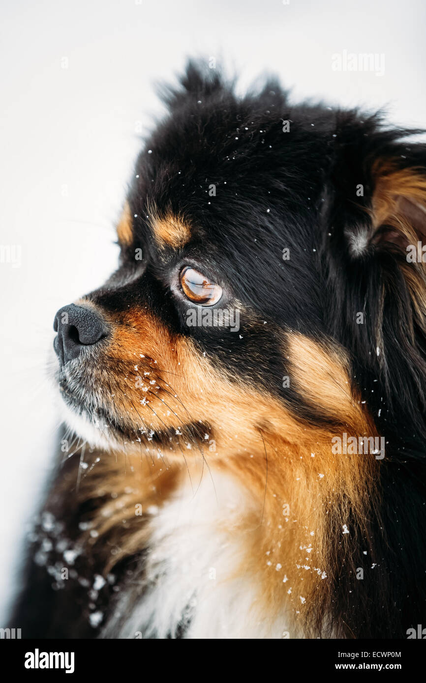 Black And Brown Colors Pekingese Pekinese Peke Whelp Puppy Dog Close Portrait Stock Photo