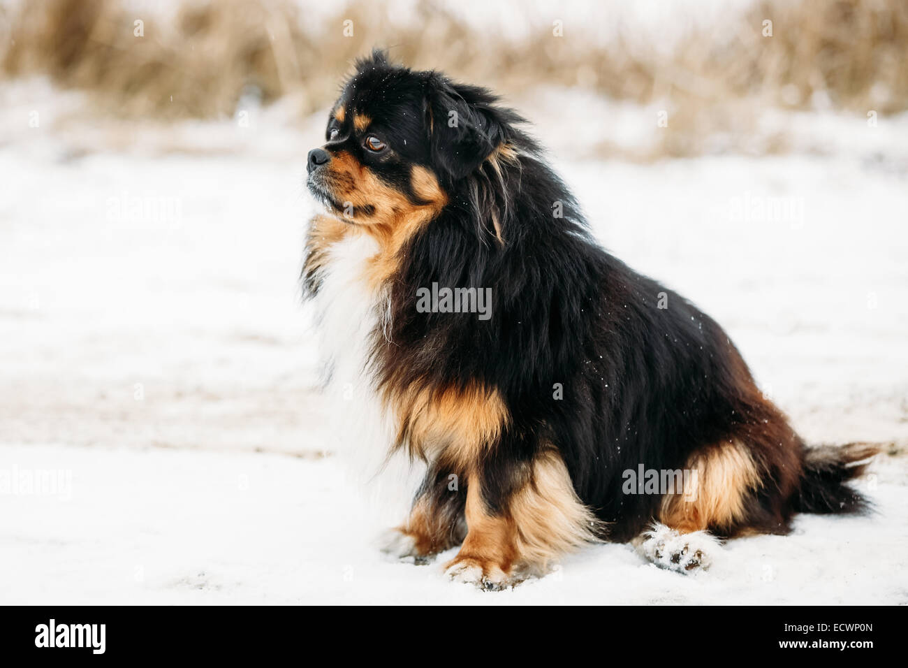 Black And Brown Colors Pekingese Pekinese Peke Whelp Puppy Dog Sitting On Snow Stock Photo
