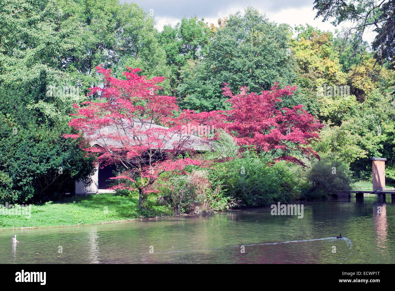 Japanese tea house in the english garden in munich, germanyjapanese tea