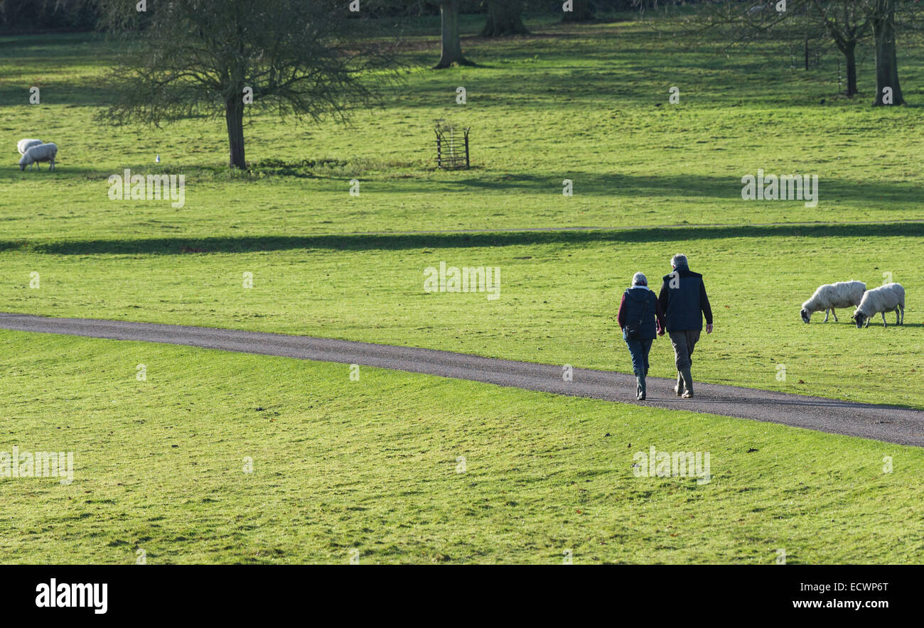 Man and woman walking in a country park with sheep grazing. Stock Photo