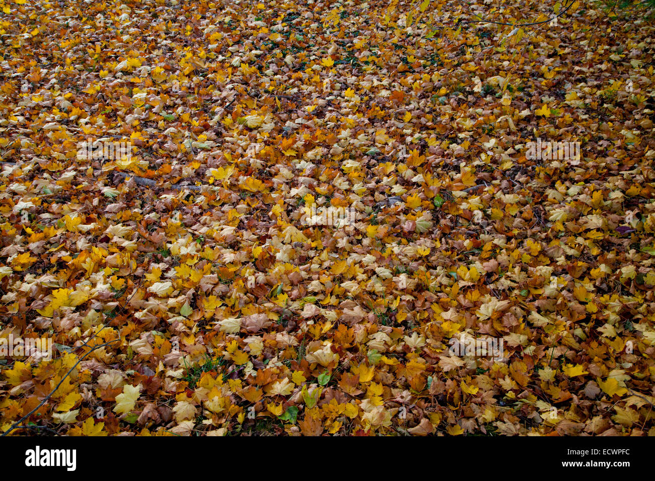 Fall maple leaves hi-res stock photography and images - Alamy