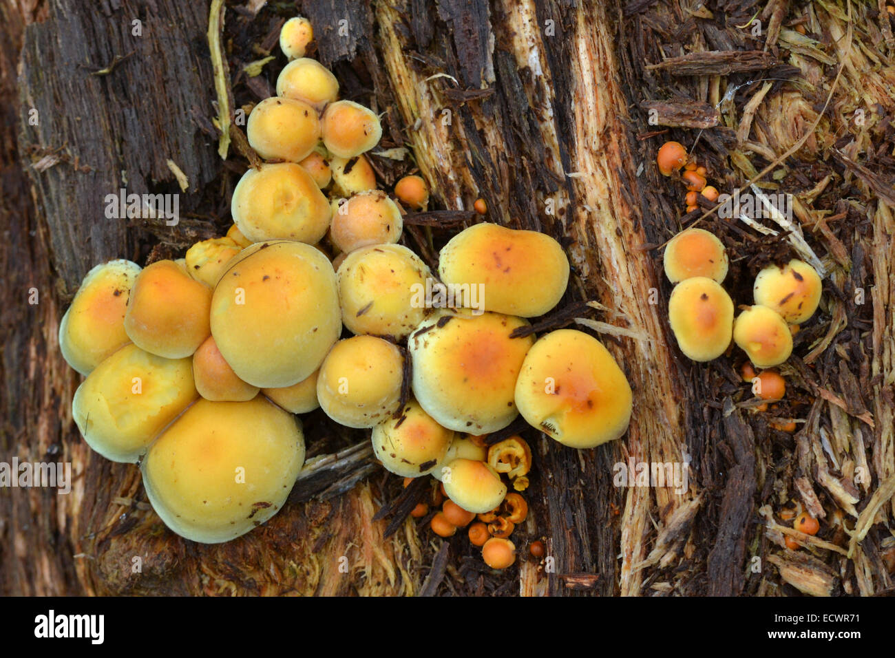 Sulphur Tuft fungus, hypholoma fasciculare, on a rotting log Stock ...