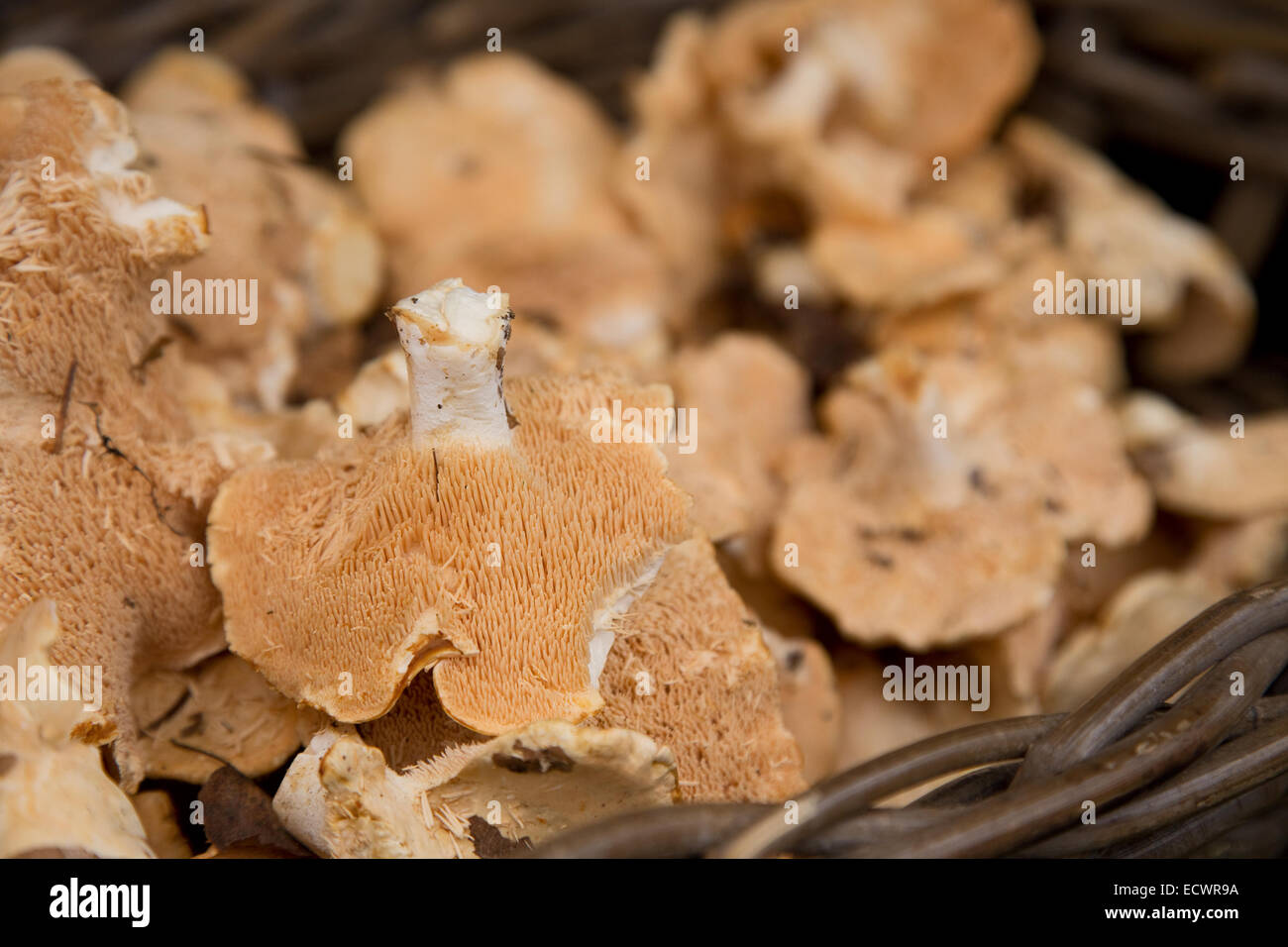 pied de mouton or hedgehog mushrooms. Stock Photo