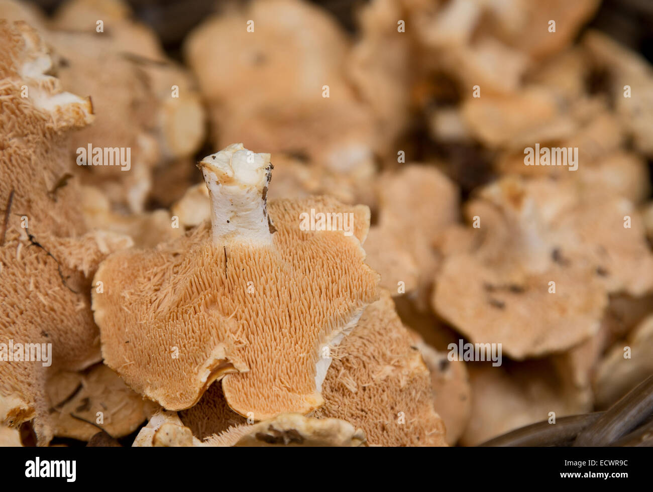 hedgehog mushrooms or pied de mouton mushroom. Stock Photo