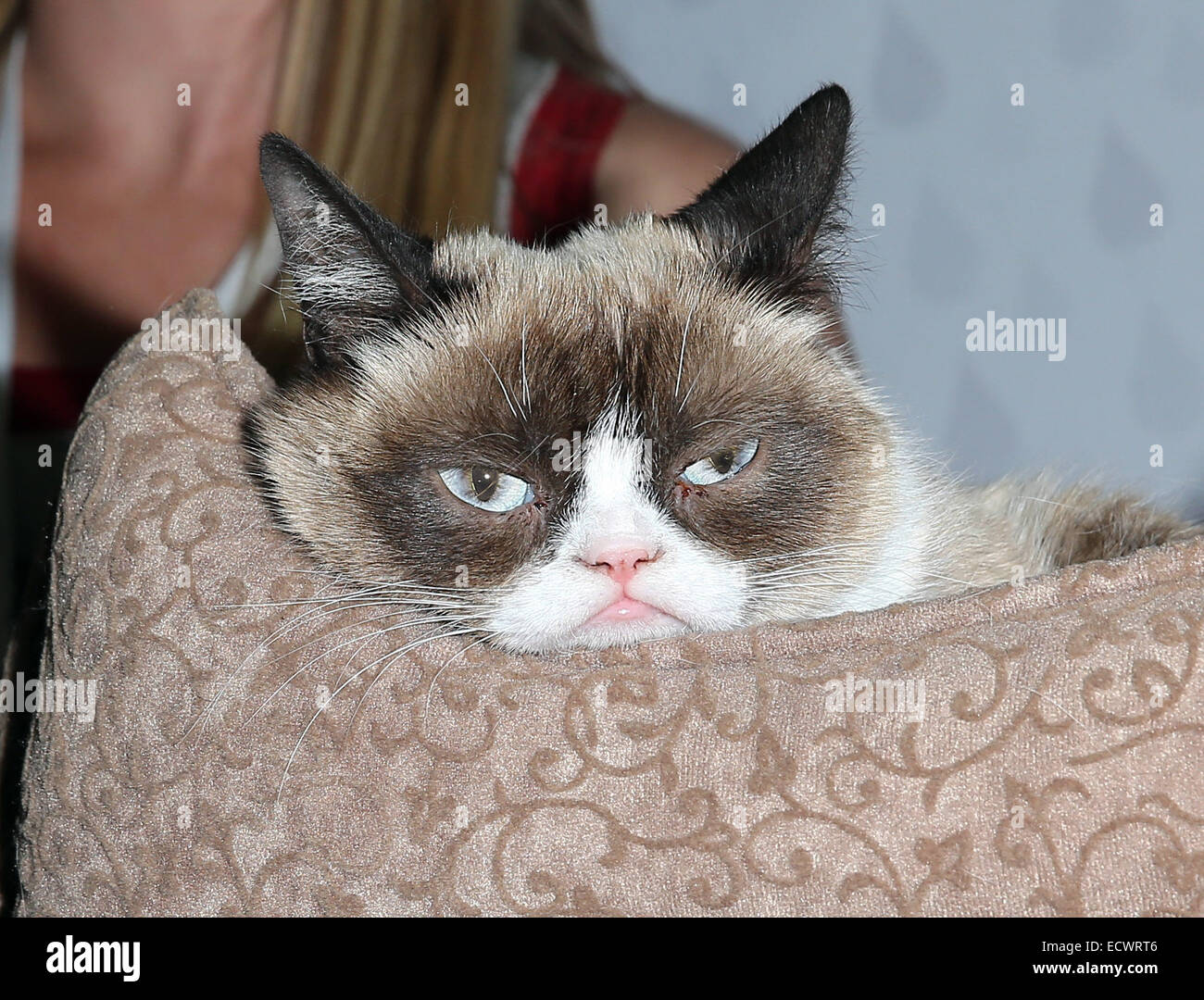 Licensing Expo 2014 at Mandalay Bay Convention Center Featuring: Grumpy ...