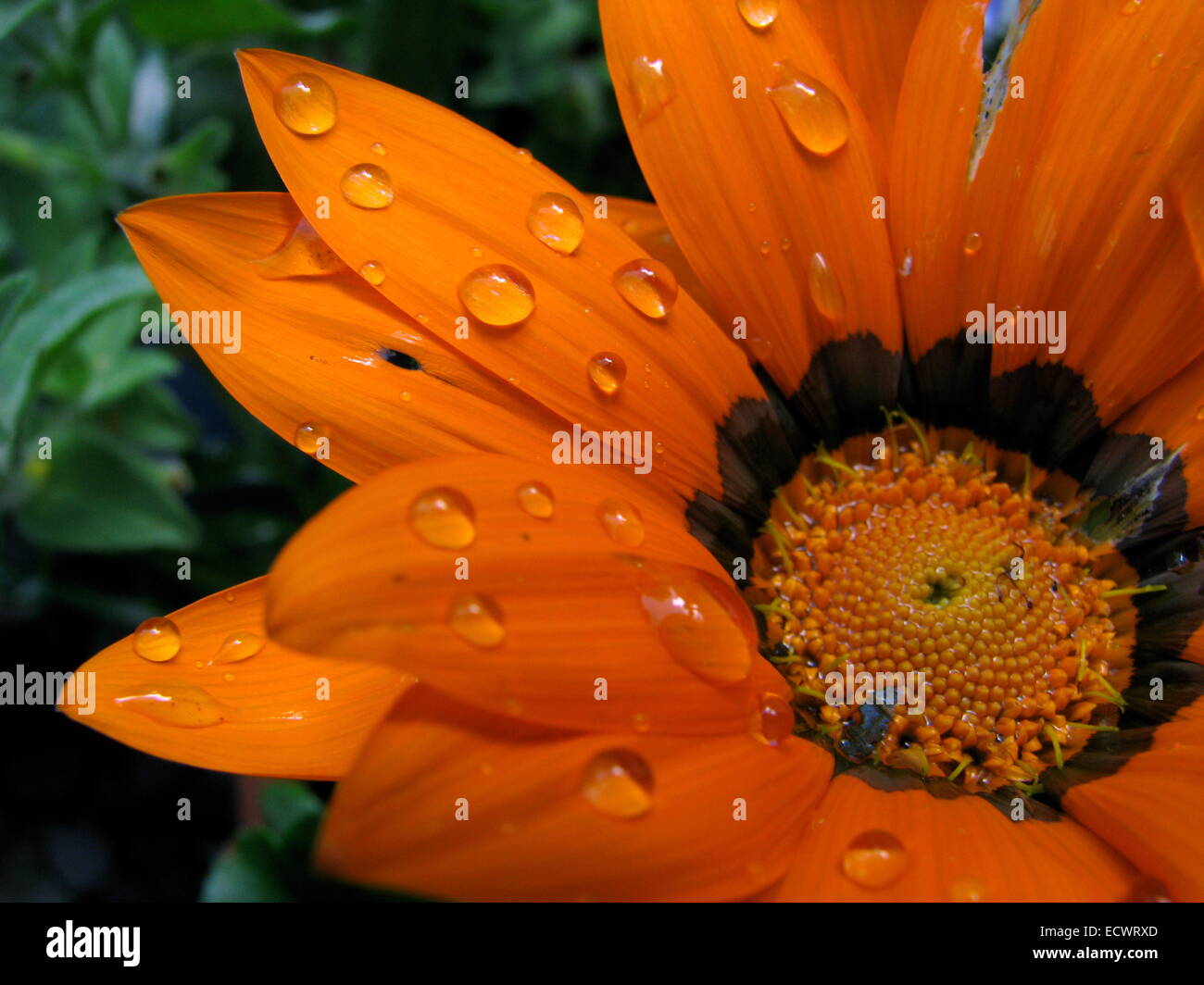 Water on a bright orange flower Stock Photo Alamy