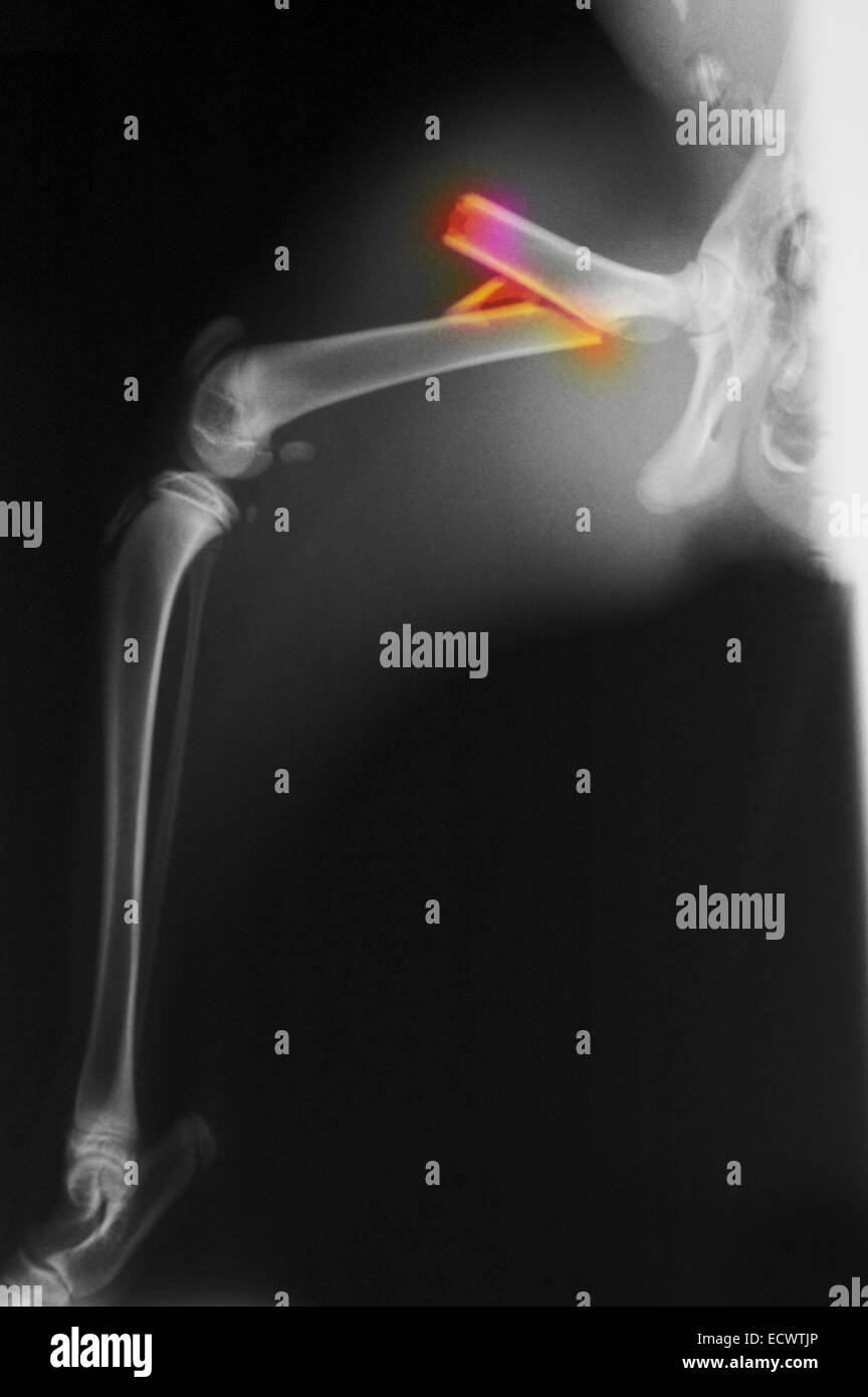 X-ray of a bobcat hit by a car fracturing its femur Stock Photo - Alamy