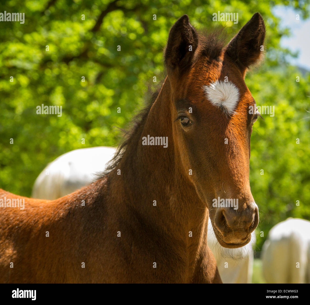 Stallion High Resolution Stock Photography and Images - Alamy