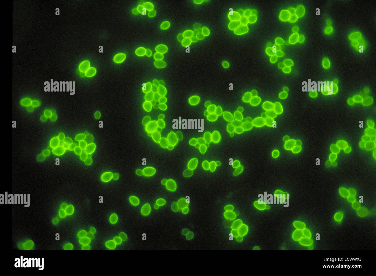 Immunofluorescence of Candida fungus. Stock Photo