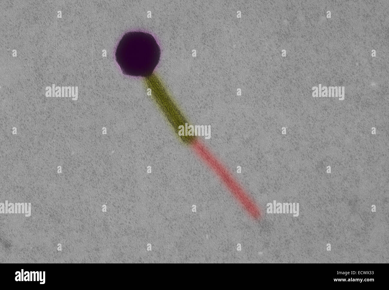 Electron micrograph of Escherichia coli bacteriophage Stock Photo - Alamy