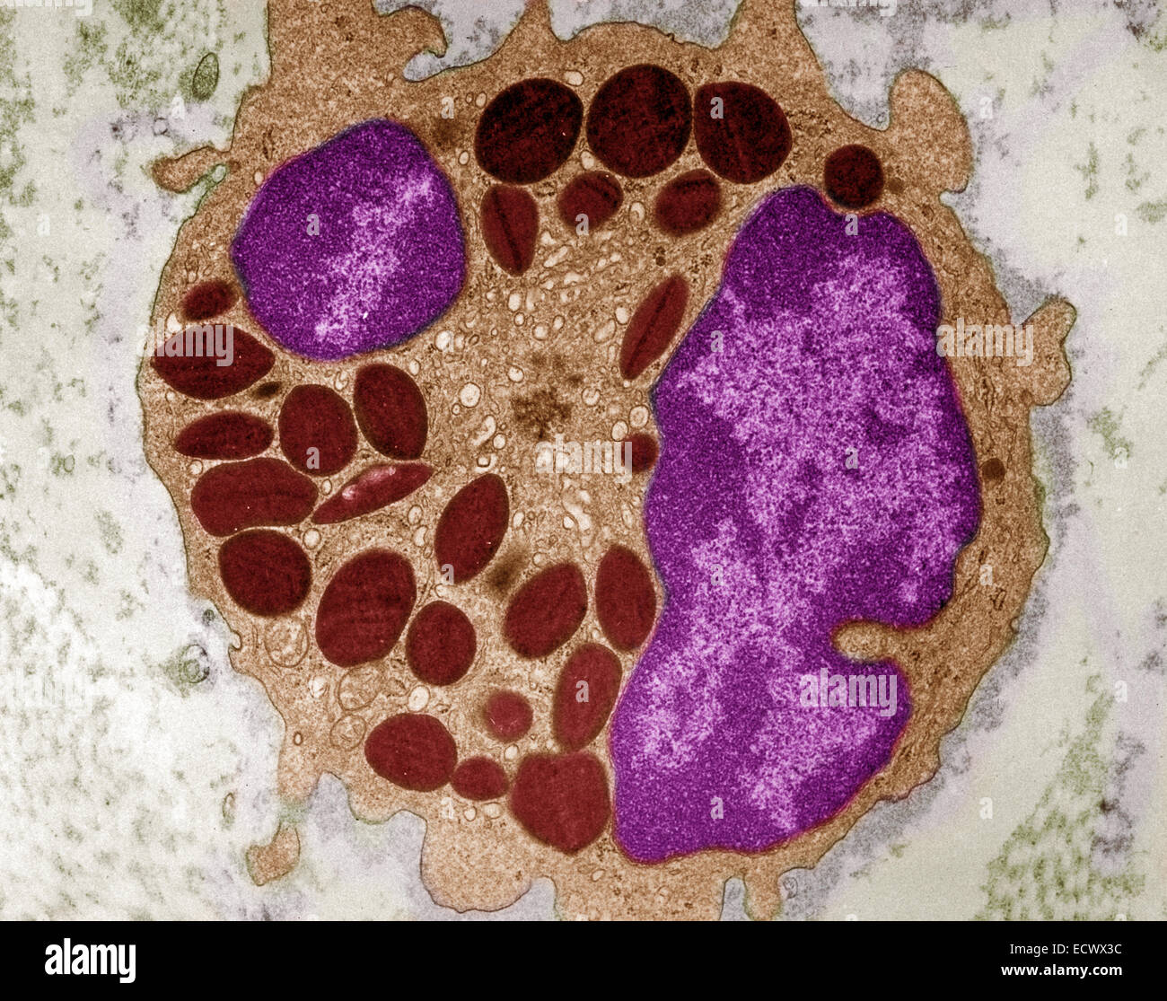 Transmission electron micrograph of a dog eosinophil. Stock Photo