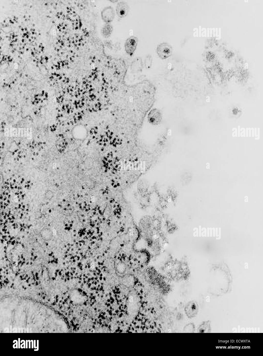 Hiv 1 hires stock photography and images Alamy