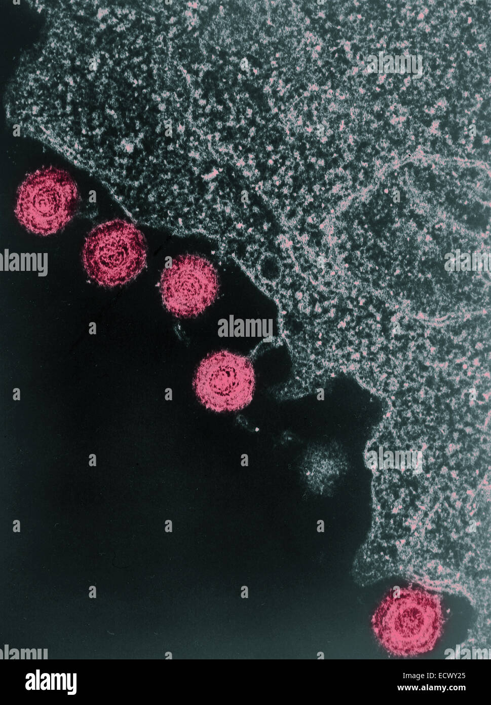 The HHV6, or the human herpes virus6 Stock Photo Alamy