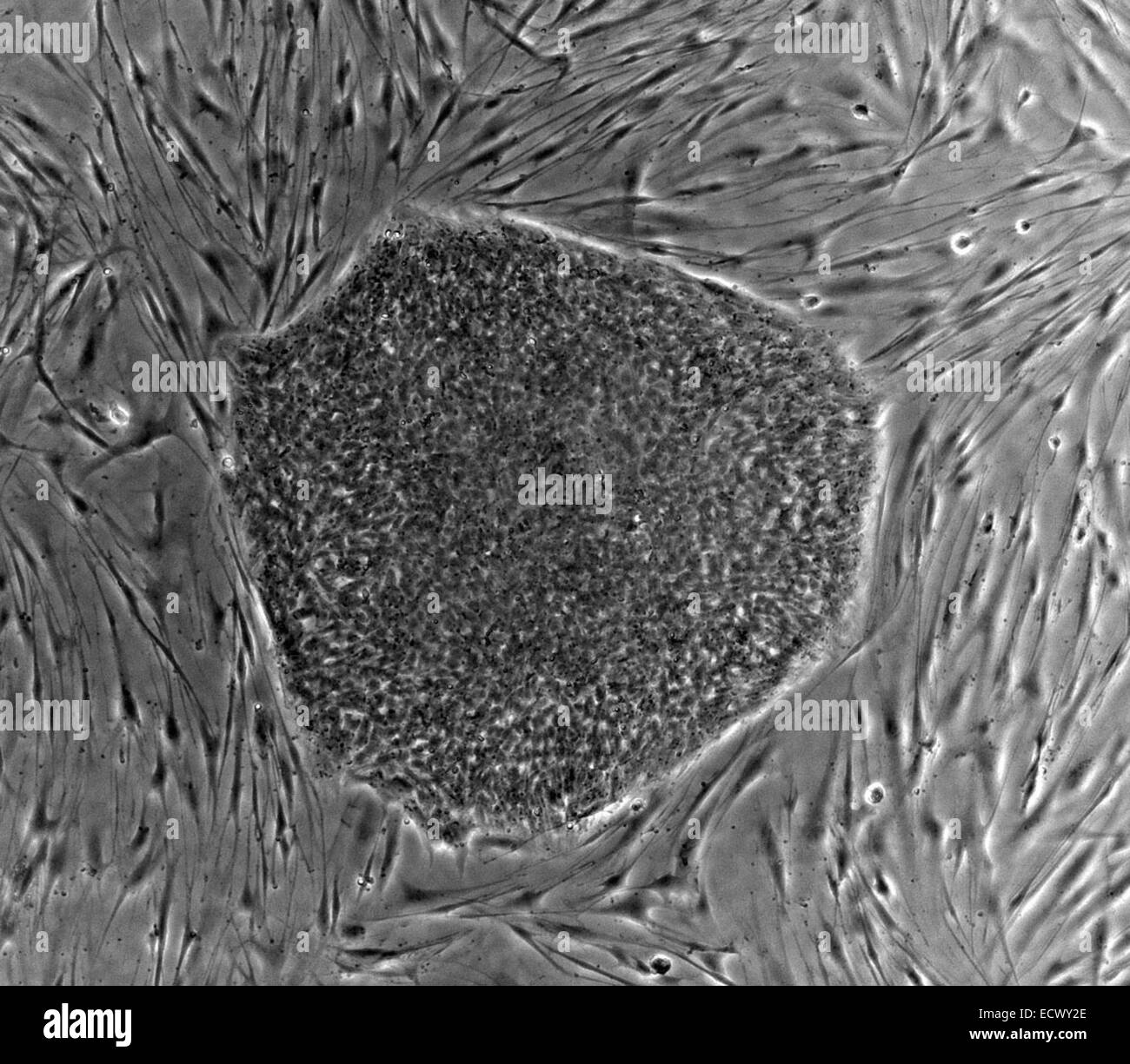Human embryonic stem cell colony. Stock Photo