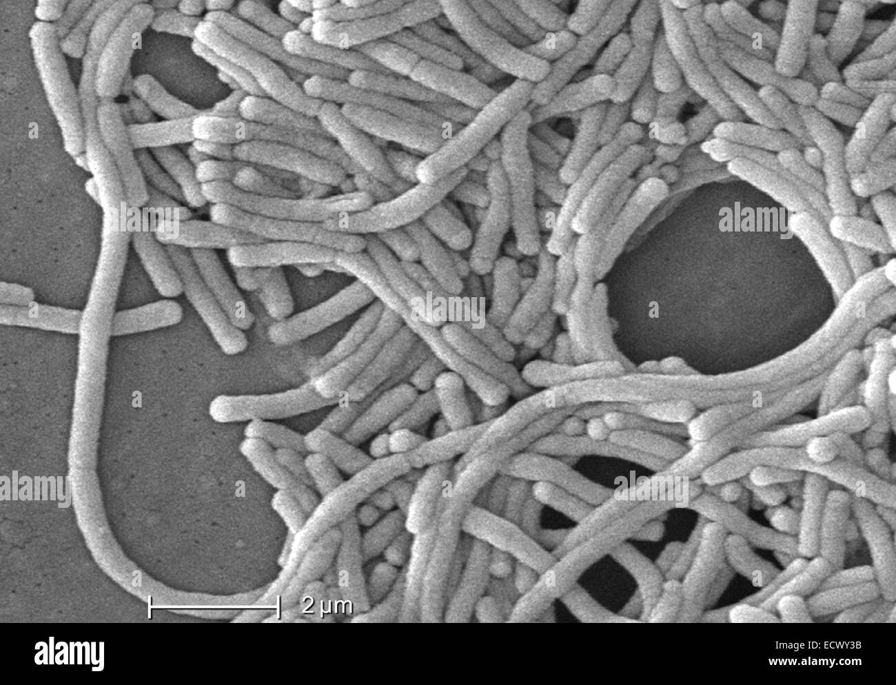 Scanning electron micrograph of Legionella bacteria Stock Photo Alamy