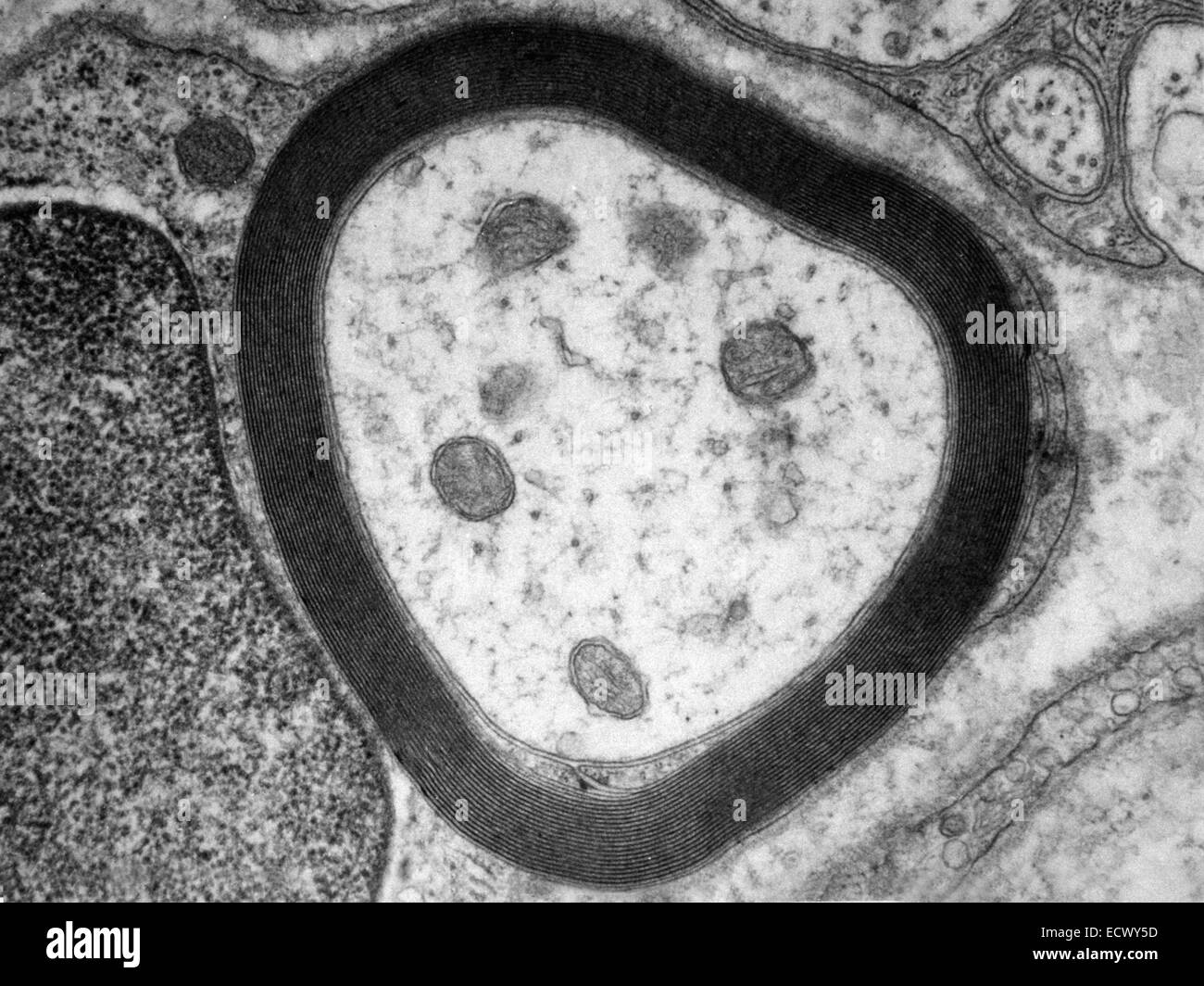 transmission electron micrograph of myelin sheath. Stock Photo