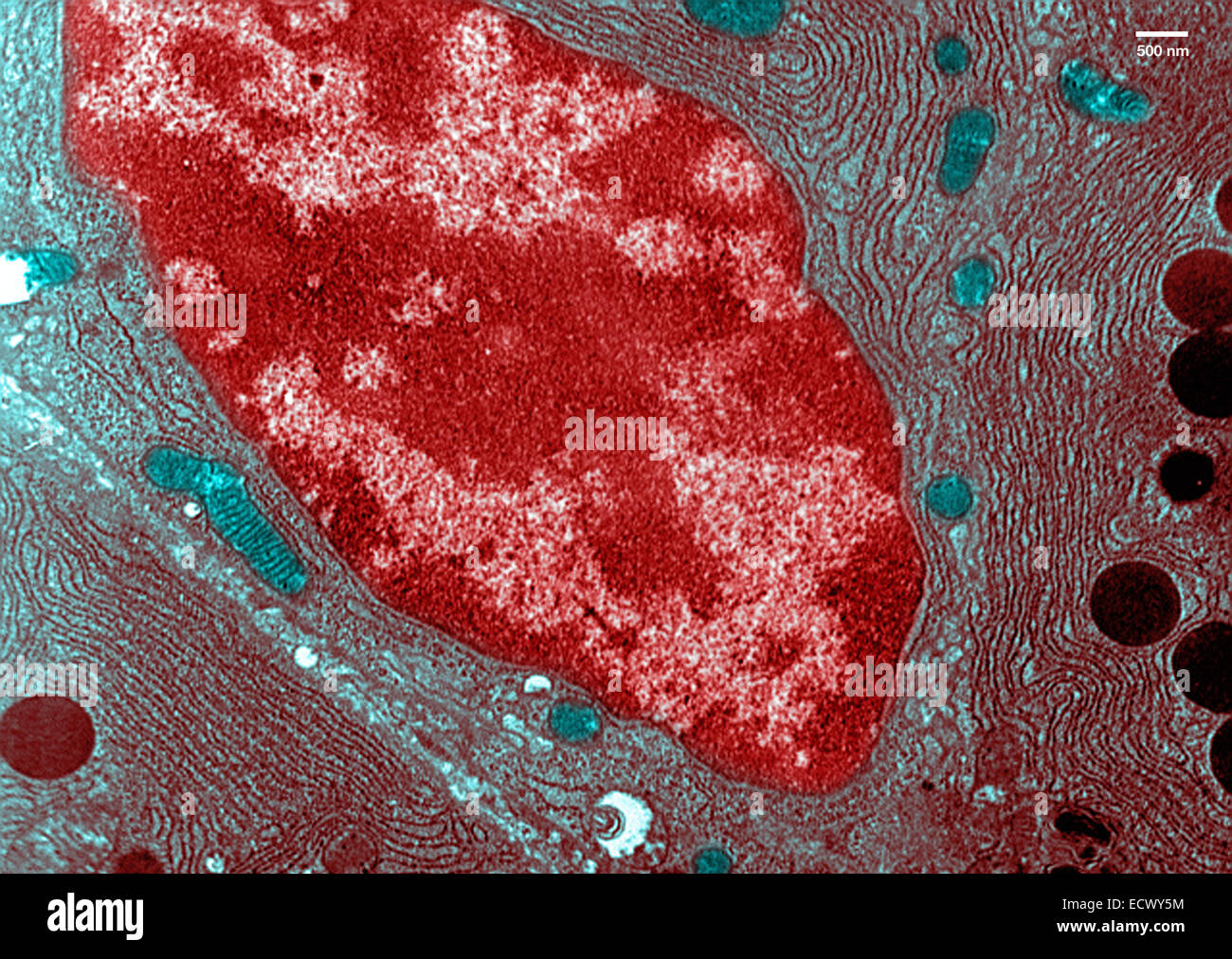 Transmission electron microscope image of pancreatic cells. Stock Photo