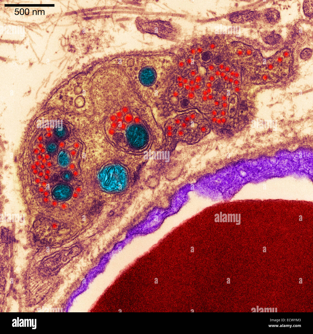 animal cell electron microscope