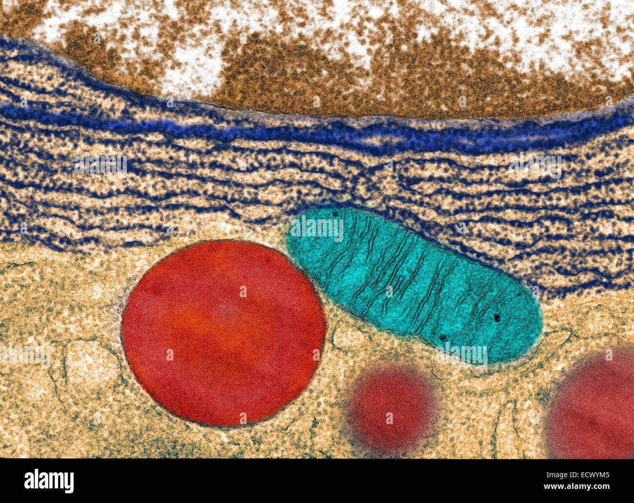 Tem mitochondria hires stock photography and images Alamy