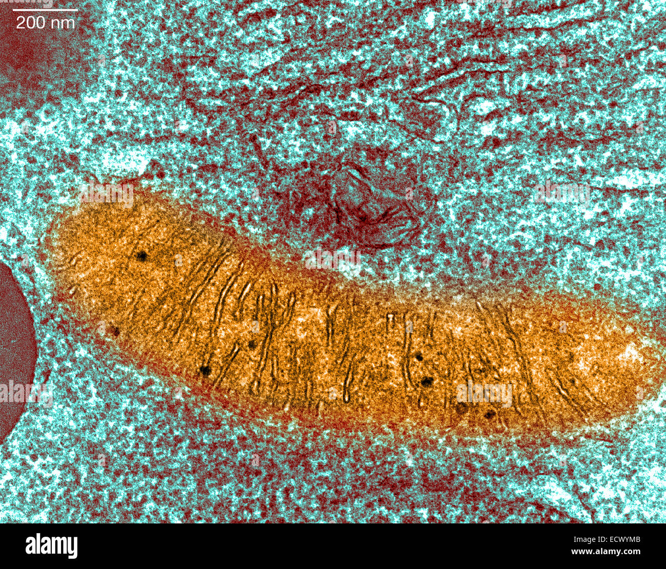 Transmission electron microscope showing mitochondria. Stock Photo