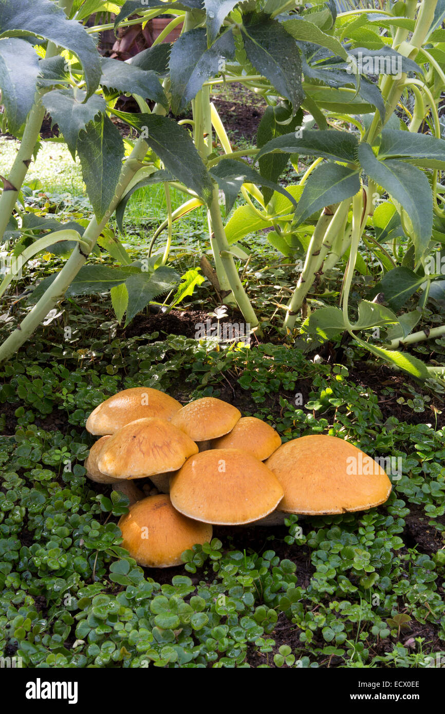 Honey fungus mushroom, Honey fungus mushrooms, mushroom, mushrooms, mushroom cap, mushroom caps, Armillaria mellea, Novato, Marin County, California Stock Photo
