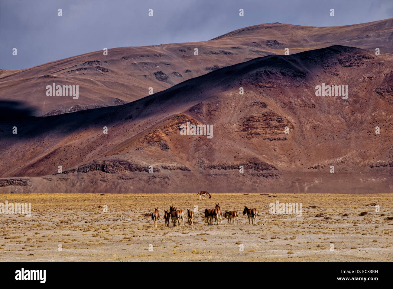 Searching the grass, Tso Kar, Leh, Ladakh, North India Stock Photo