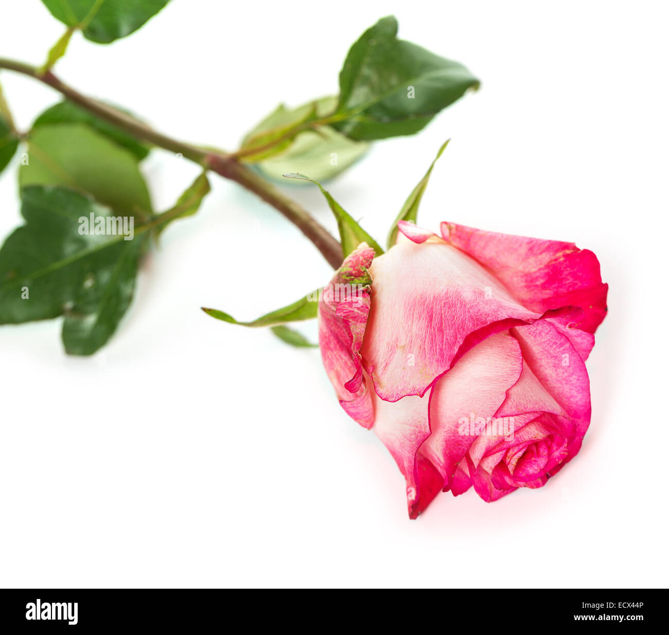 Fresh pink roses on a white background Stock Photo - Alamy