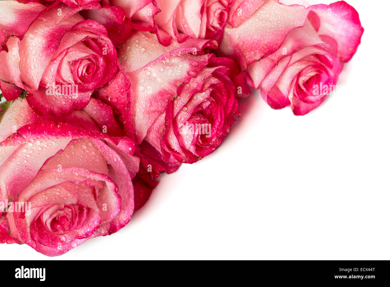 Fresh pink roses on a white background Stock Photo - Alamy