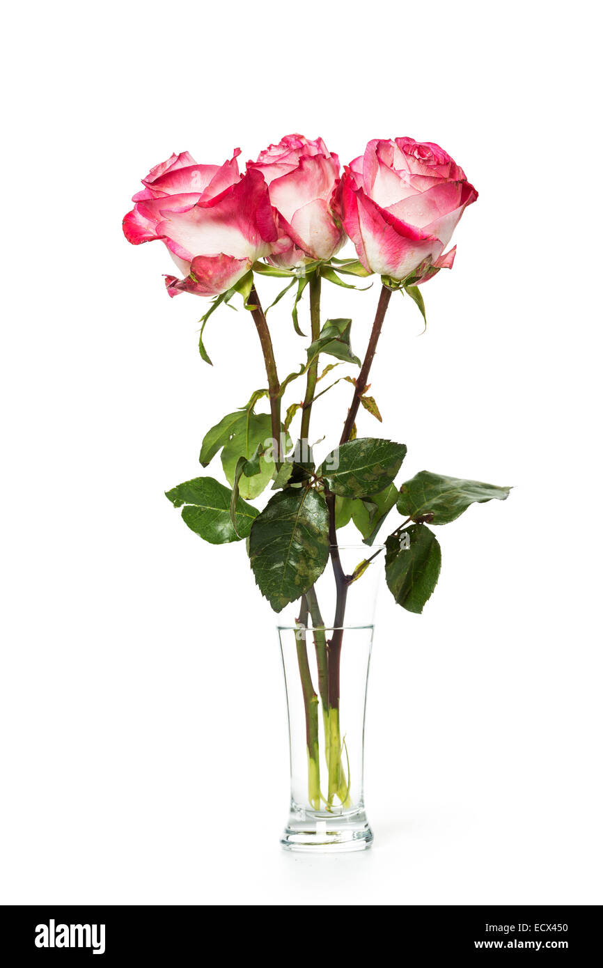 Fresh three pink roses on a white background Stock Photo - Alamy