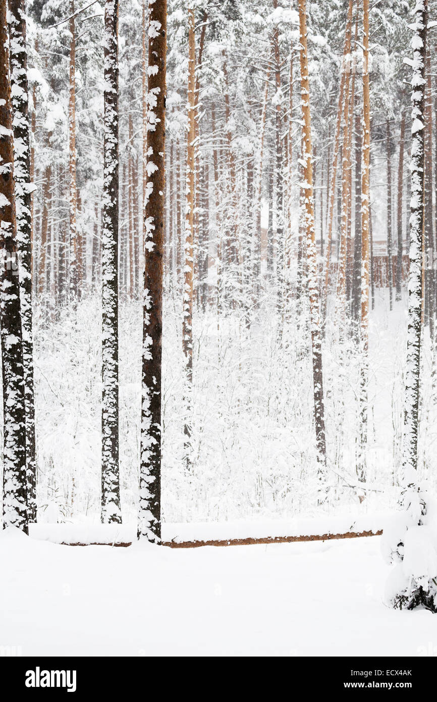 Winter forest in snow and ice Stock Photo
