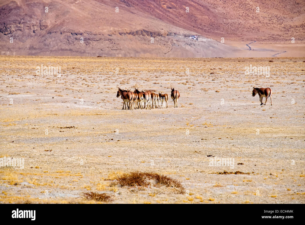 Tso Kar horses, Leh, Ladakh, North India Stock Photo