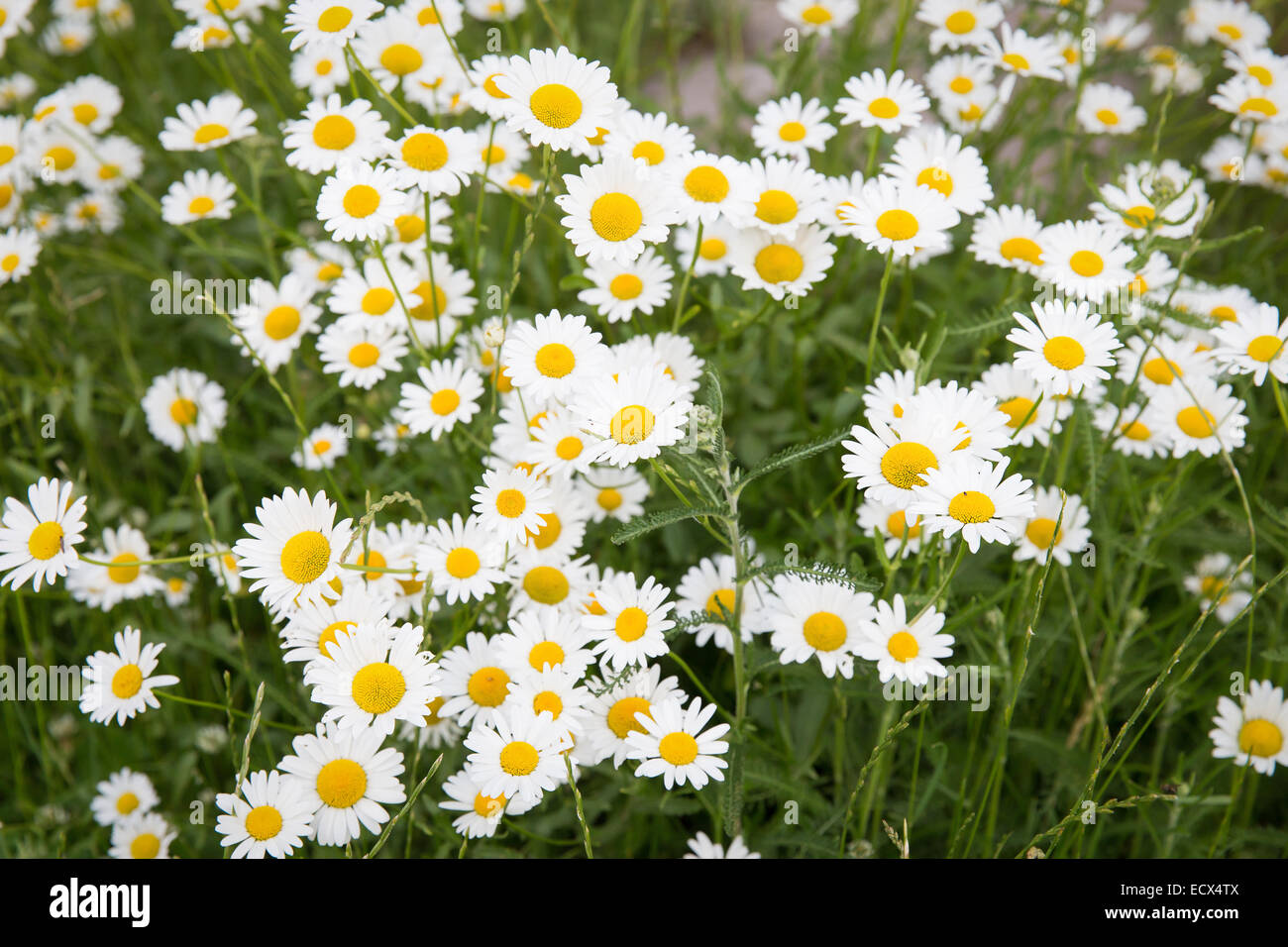 Perfect daisy flower meadow in spring time Stock Photo
