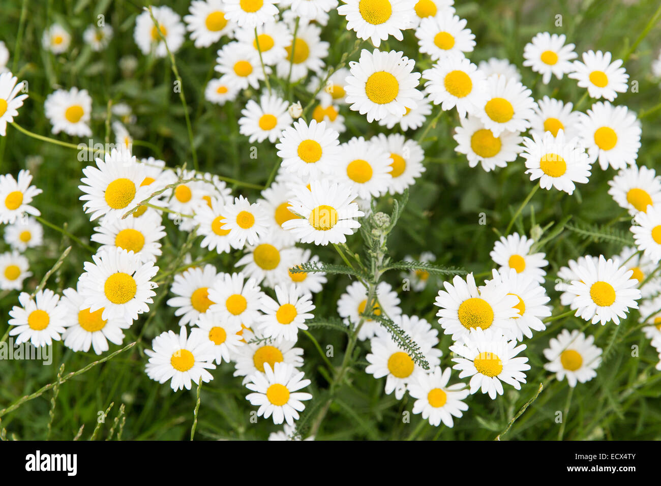 Perfect daisy flower meadow in spring time Stock Photo Alamy