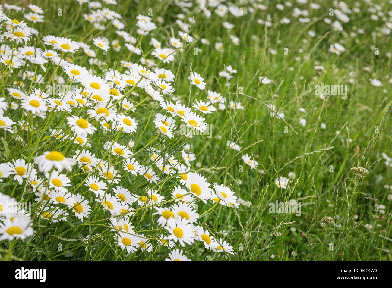 Perfect daisy flower meadow in spring time Stock Photo