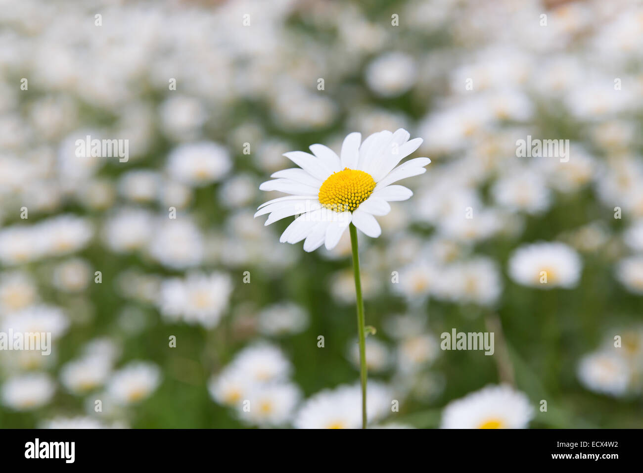 Perfect daisy flower meadow in spring time Stock Photo Alamy
