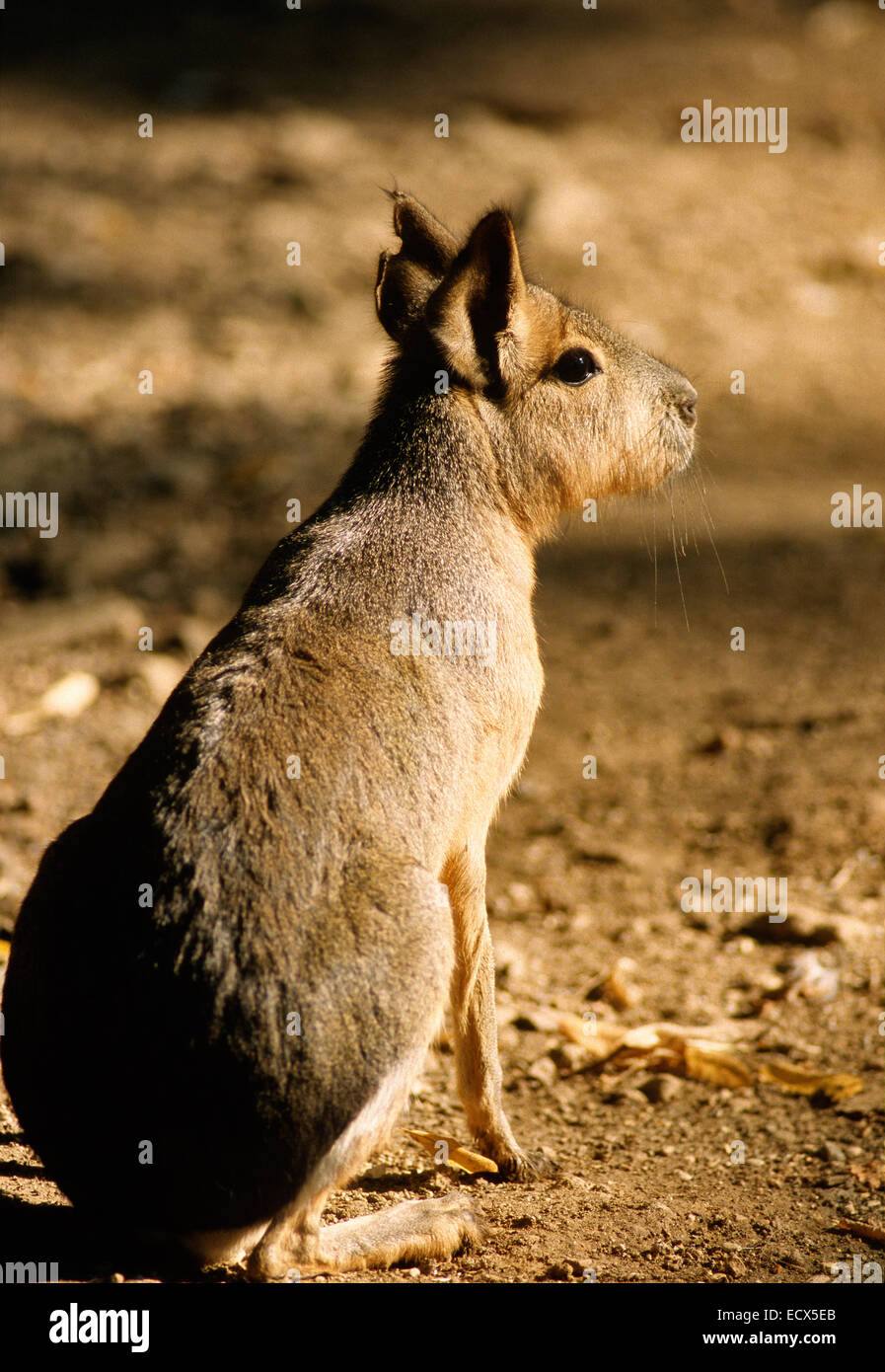 Patagonian mara (Dolichotis patagonum), Caviidae, Argentina Stock Photo