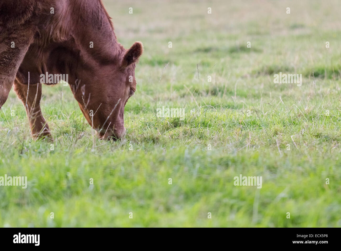 A brown cow grazing on the green meadow in Scotland Stock Photo - Alamy