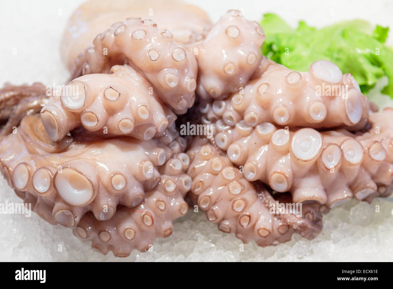 Dead octopus hires stock photography and images Alamy