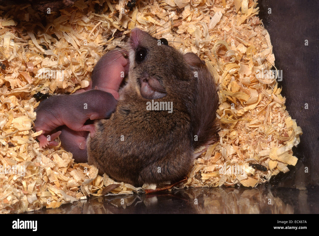 Woodland Dormouse, Graphiurus murinus, Gliridae Stock Photo Alamy