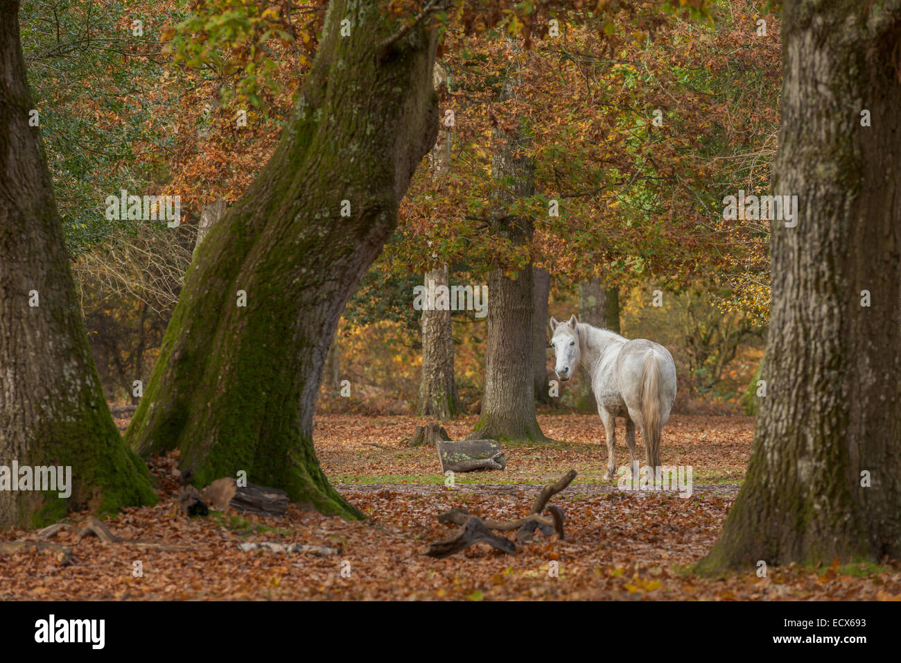 Brockenhurst new forest hi-res stock photography and images - Alamy