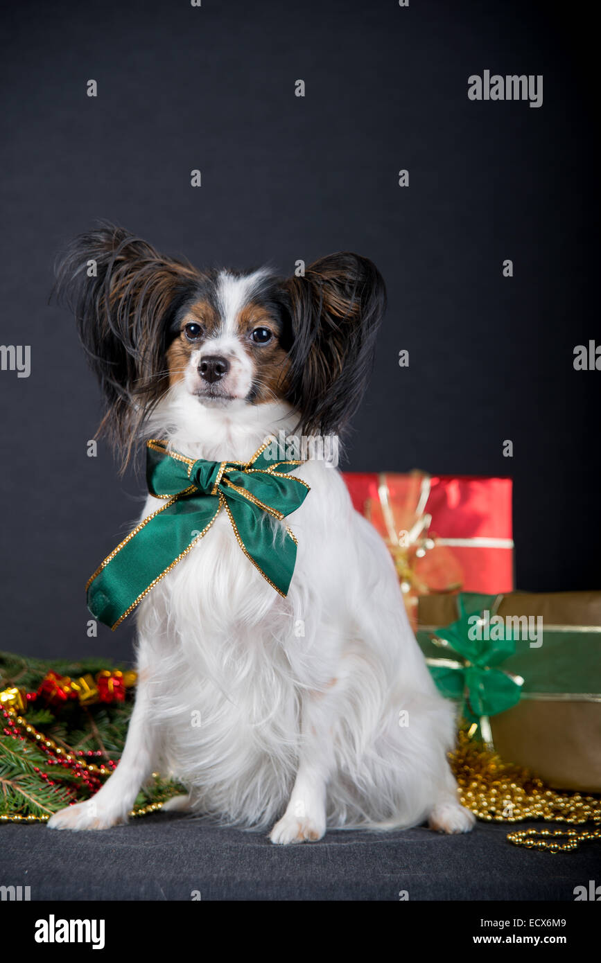 Papillon dog costume hi-res stock photography and images - Alamy