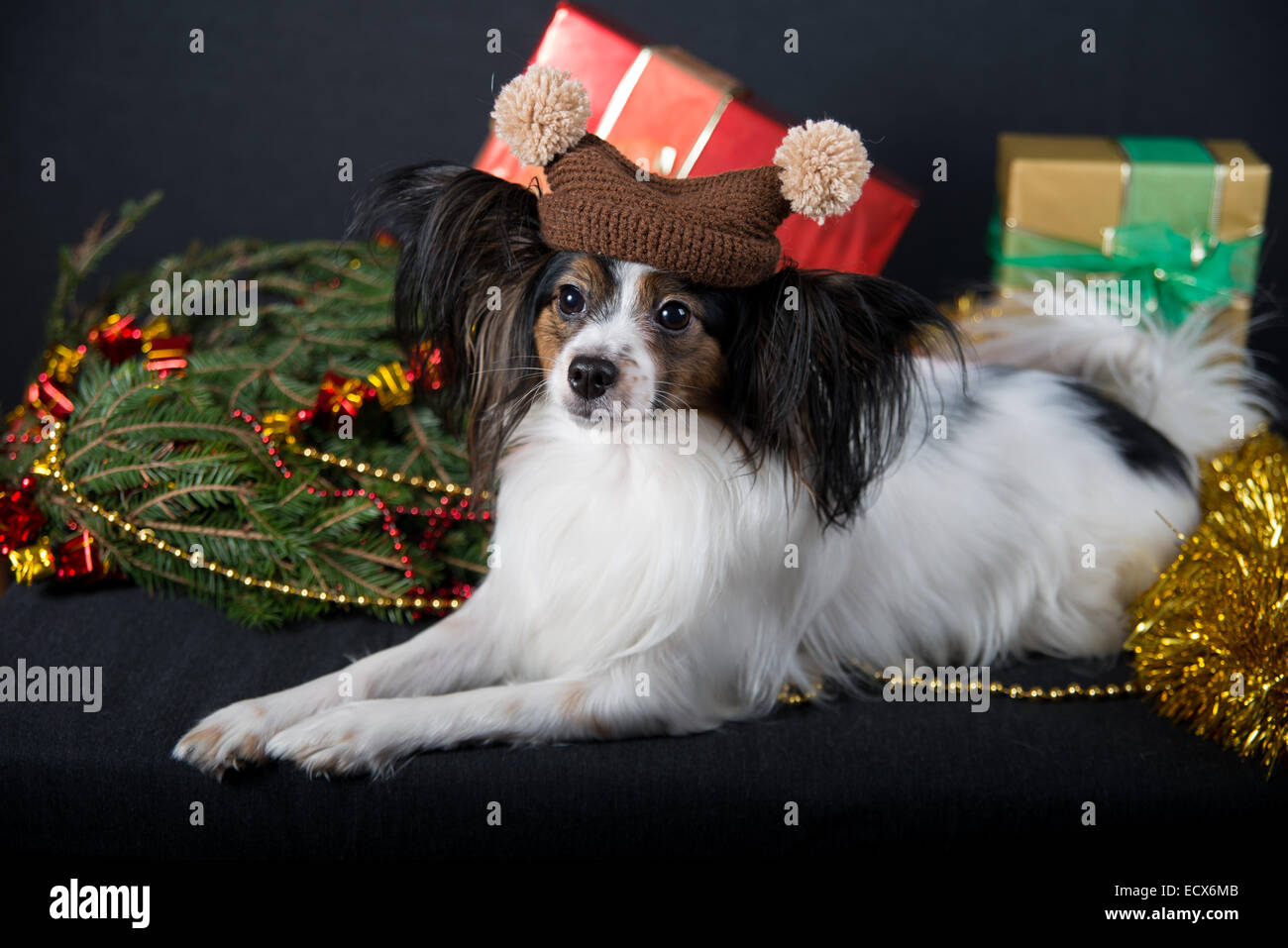 Funny Graphic print Cute Papillon Toy Spaniel Dog Photography USB