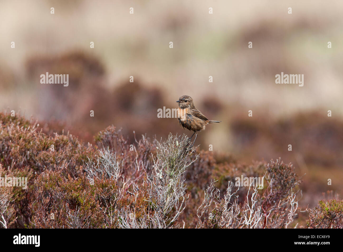 Common Stonechat Saxicola torquatus adult female in breeding plumage ...