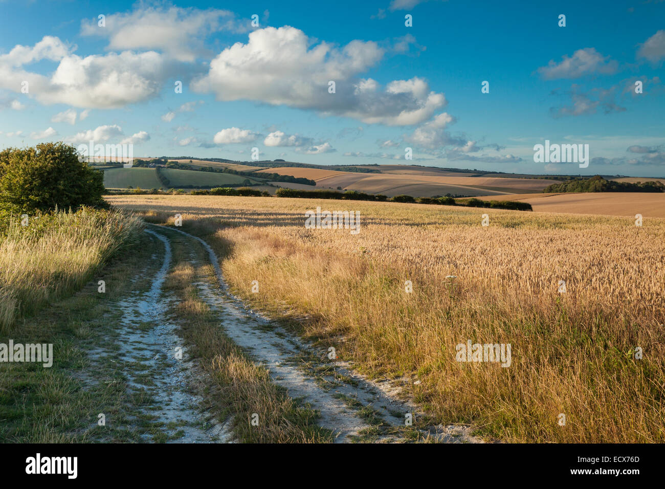 Ripe crops on the South Downs, East Sussex, England Stock Photo Alamy