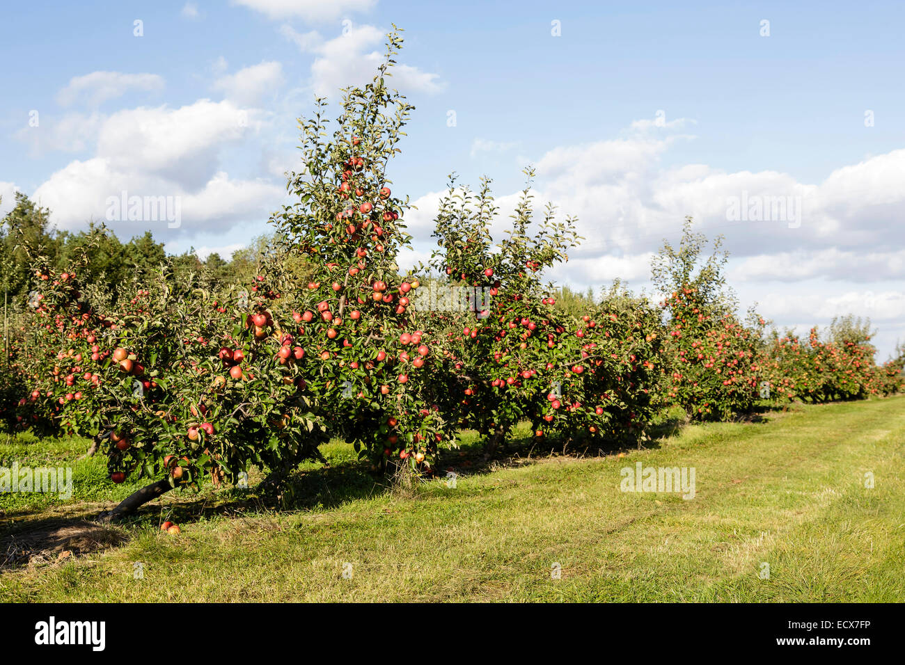 Rural orchard hi-res stock photography and images - Alamy