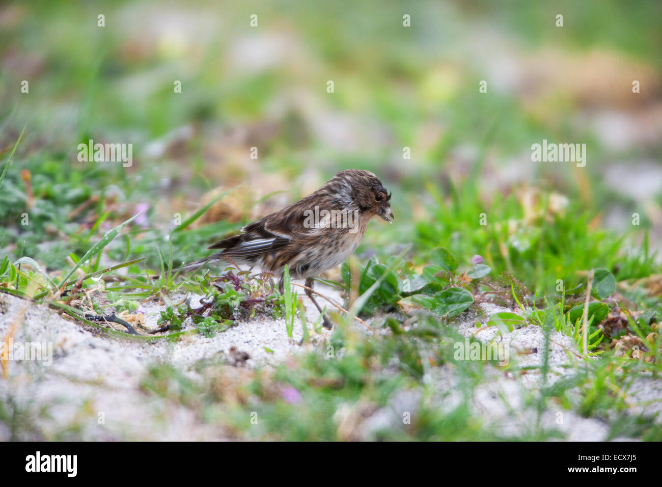 Twite Carduelis flavirostris adult feeding on machair area on North Uist Stock Photo
