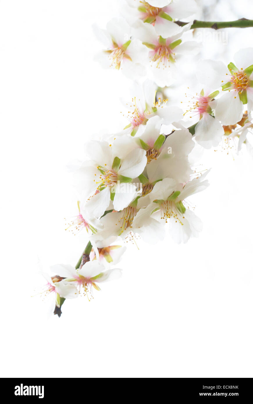 Plum tree white flowers isolated on white Stock Photo - Alamy