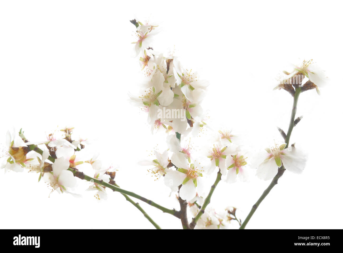 Plum tree white flowers Stock Photo - Alamy