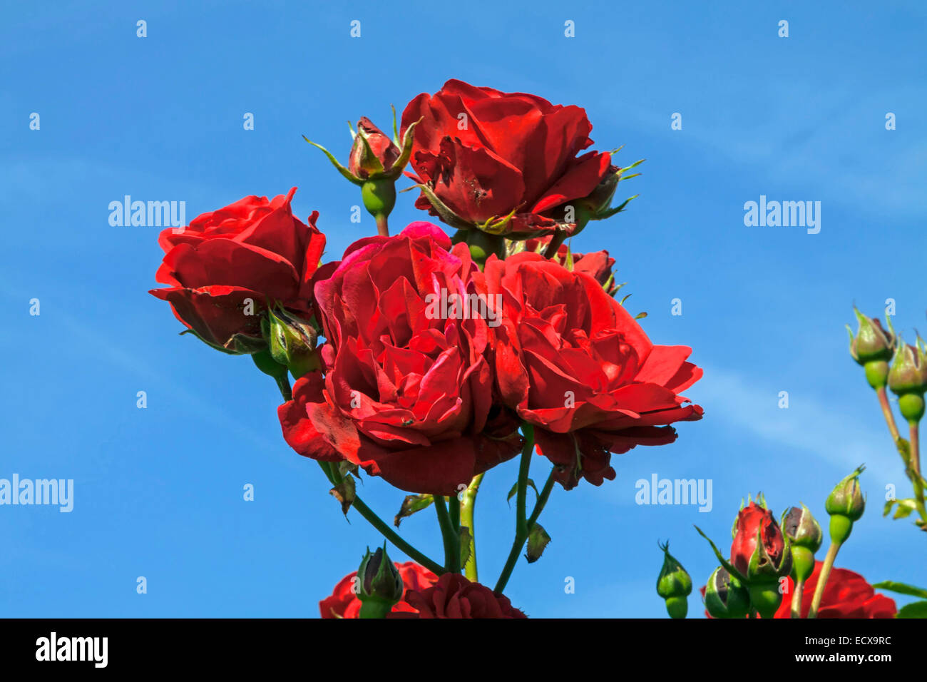 Red roses and buds against a blue sky, flowering in summer Stock Photo ...